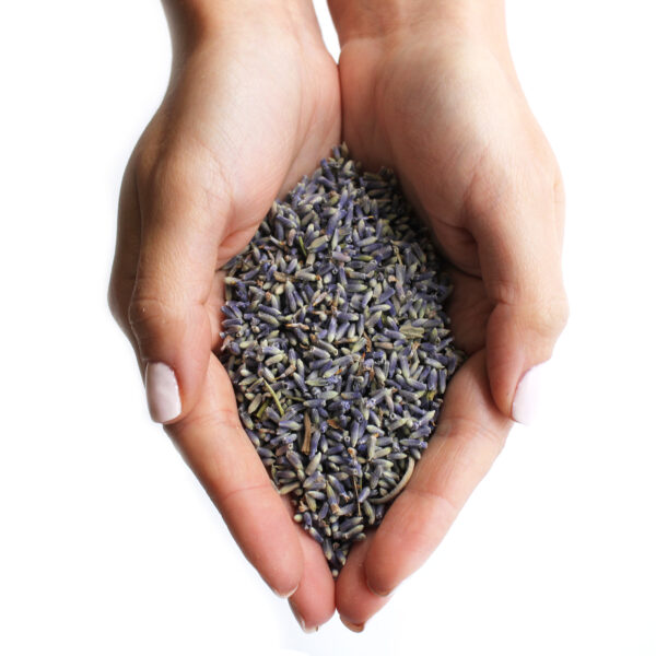 PF-01 Lavender Flowers (1KG) - Image 4
