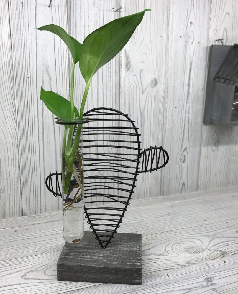 Hydroponic Home Décor - Cactus & Lab Pot