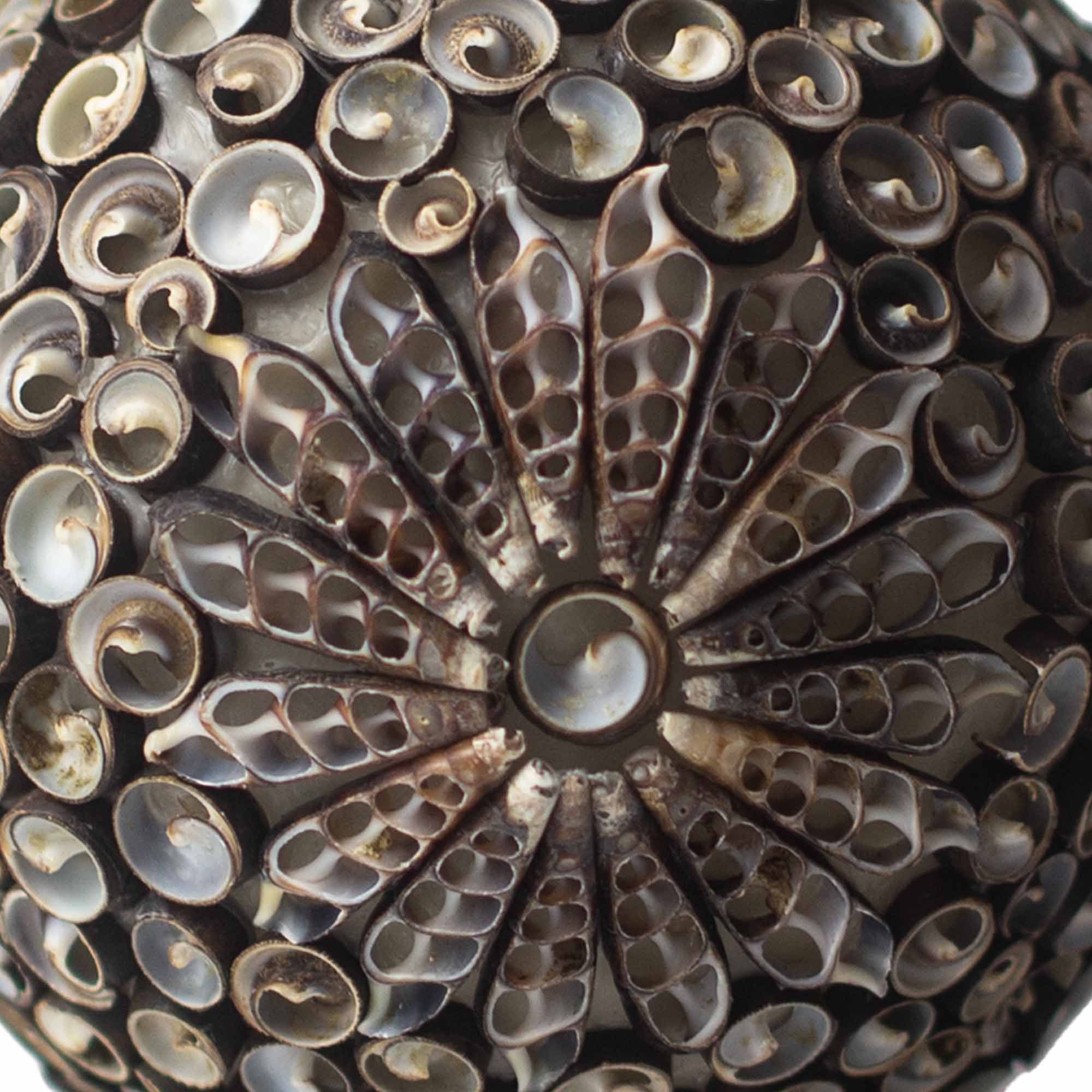 Boho Sea Shell Lamp - Chocolate Twist Oval - 15cm - Image 3